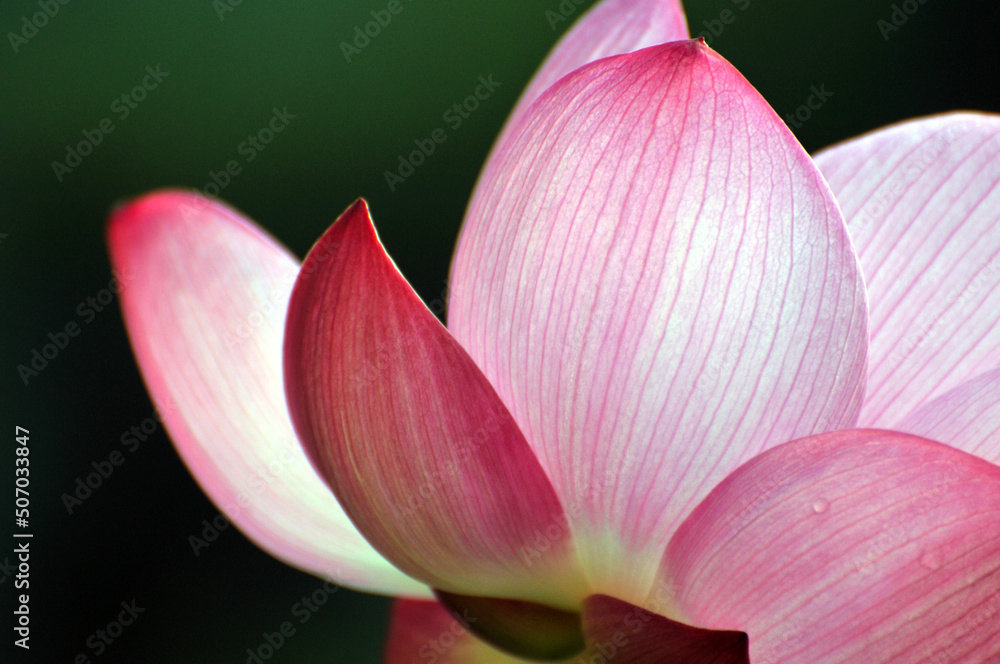 Blossoming lotus flower