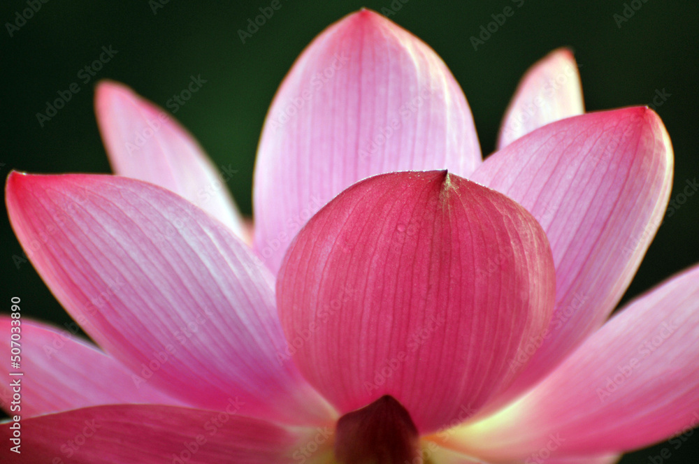 Blossoming lotus flower