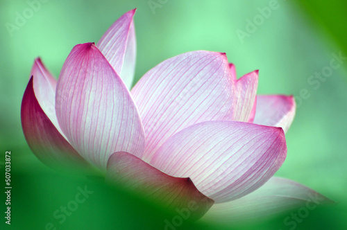 Blossoming lotus flower