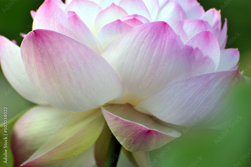 Blossoming lotus flower