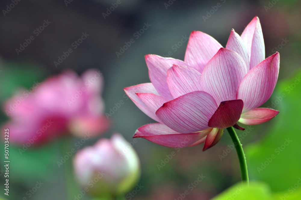 Blossoming lotus flower