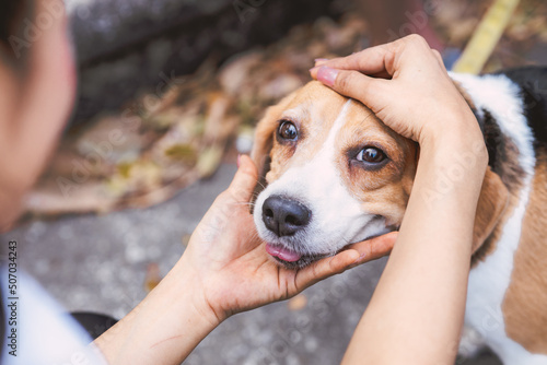 people hand pat dog head beagle pleading cute eyes lovely pet