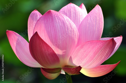 Blossoming lotus flower