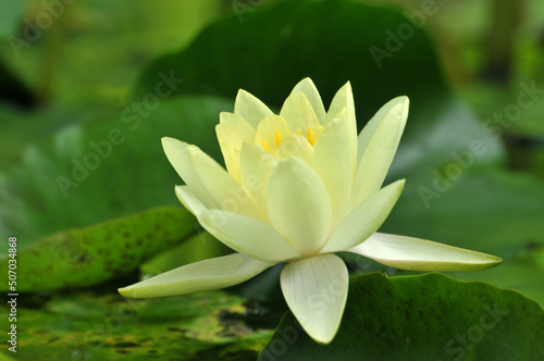 Blossoming waterlily flower