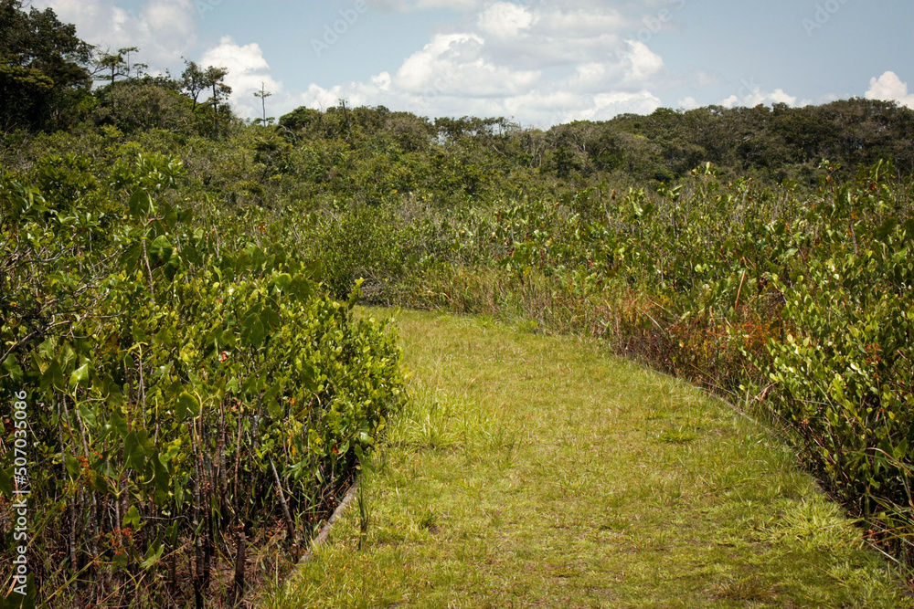 Chemin dans le Pripri de Yiyi/Marais de Yiyi, Guyane française Chemin dans le Pripri de Yiyi/Marais de Yiyi, Guyane française