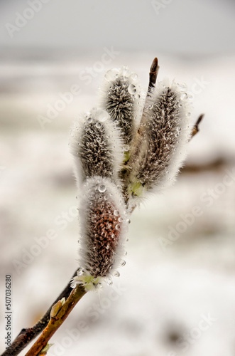 Four willow catkins with drops of molten snow against a wintry background in early May in Stykkisholmur, Iceland