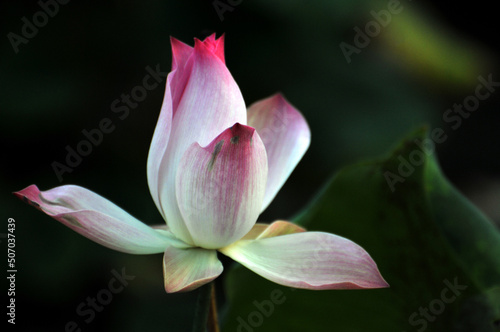 Blossoming lotus flowers in pond
