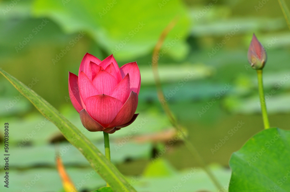 Blossoming lotus flowers in pond Blossoming lotus flowers in pond