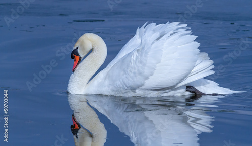 Fototapeta Naklejka Na Ścianę i Meble -  Mute swan, Cygnus olor. A bird floats down the river, reflected in the water