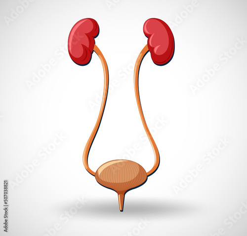 Human internal organ with kidneys and bladder