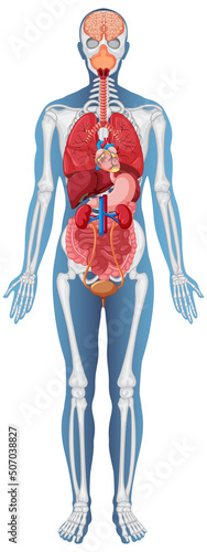 Anatomical Structure Human Body