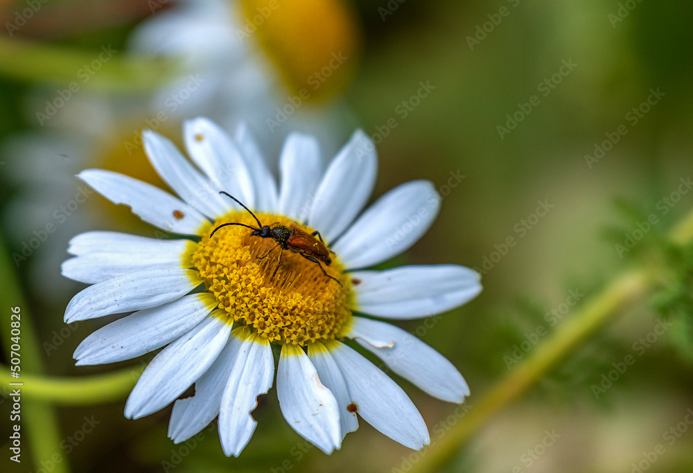 a red insect sleeping on a daisy a red insect sleeping on a daisy