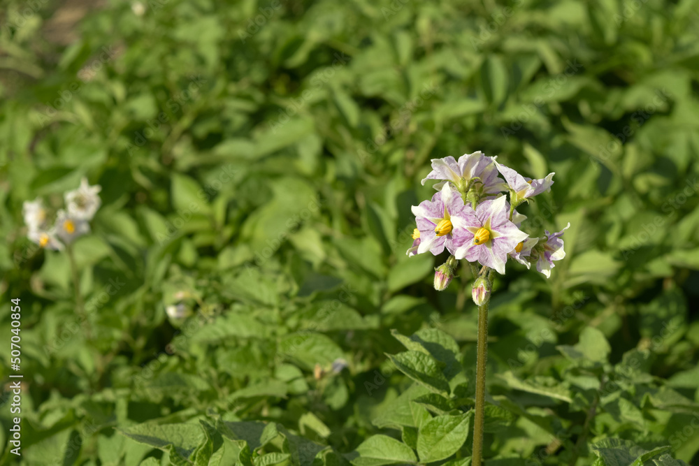 Flor de la planta de la patata, Solanum tuberosum Flor de la planta de la patata, Solanum tuberosum
