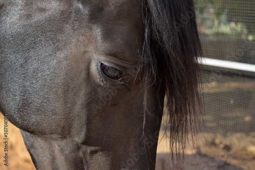 Schilderij op canvas Caballo triste con lagrima en el ojo mira abajo