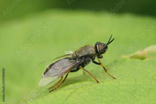 Detailed on a shy female black colonel sodier fly, Odontomyia tigrina sitting on a green leaf photo