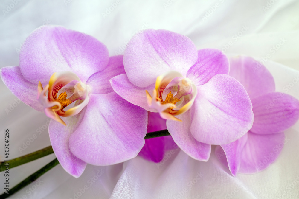 Obraz premium The branch of purple orchids on white fabric background 