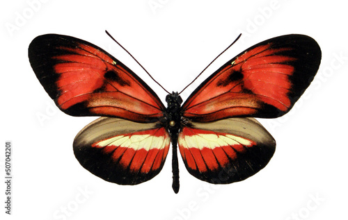 Red black butterfly Heliconius isolated on white. Collection butterfly. Colorfull beautiful butterfly for design, art, print. Heliconidae. Lepidoptera. Insects. Entomology.  photo