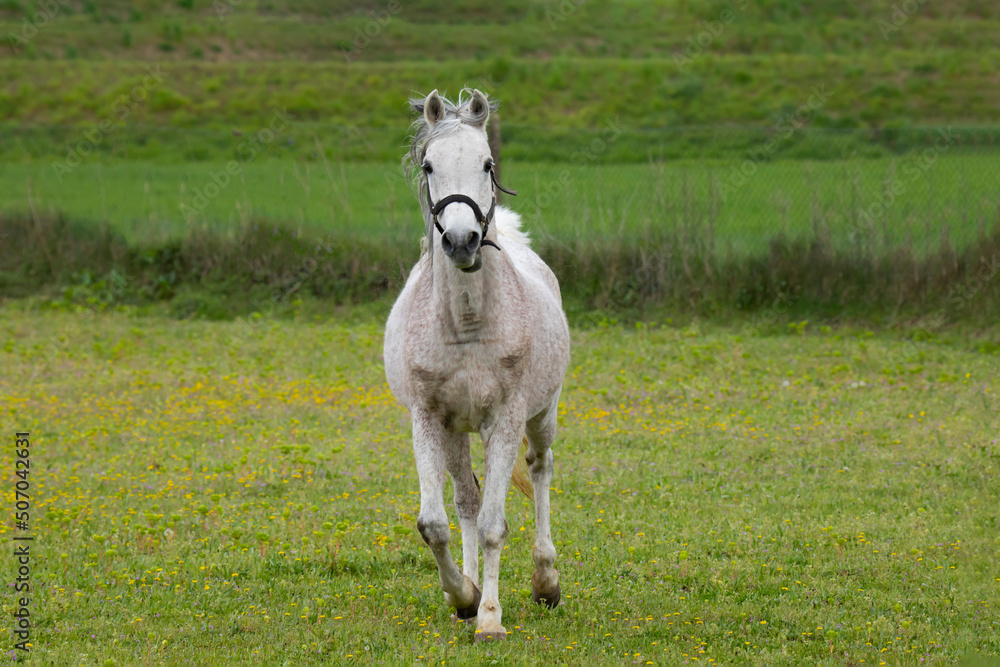 Obraz premium White horse running across the field