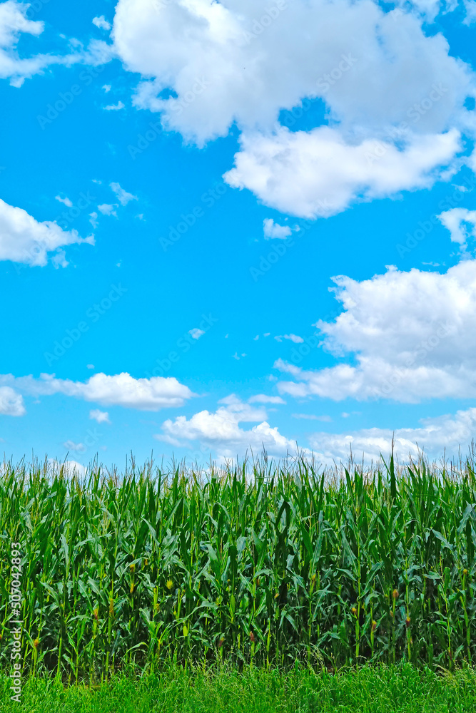 A field of green corn and blue sky. The backdrop of rural nature. A field of green corn and blue sky. The backdrop of rural nature.