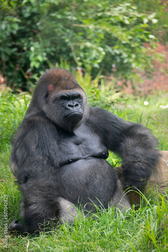 Canvas Print lowland silverback gorilla in Pretoria zoo