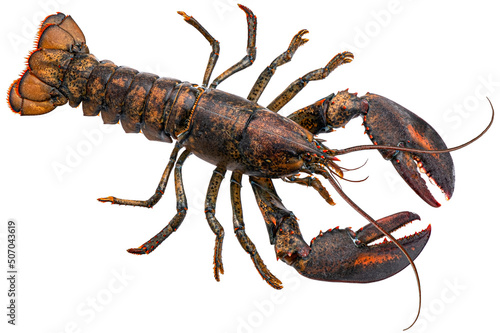 Fresh lobster isolated on white background, top view