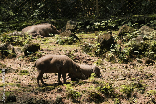 A bunch of warty pigs playing in the middle of forest