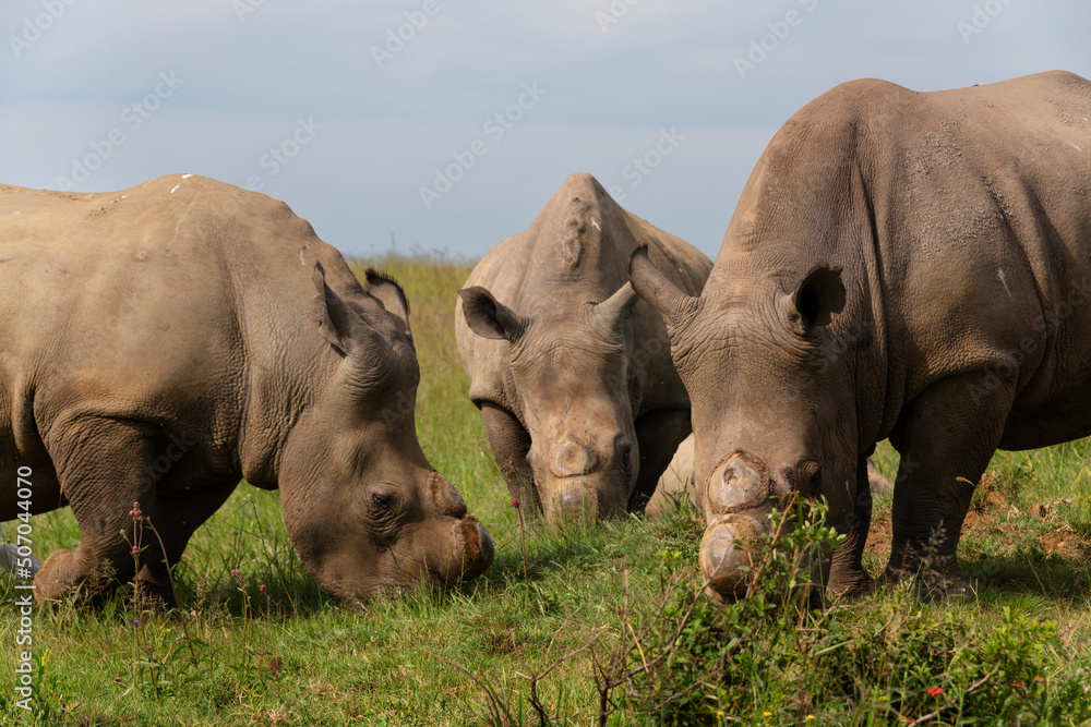 Fototapeta premium Three dehorned white rhino grazing