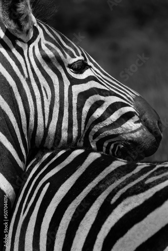 Black and white headshot of a zebra resting its head on another zebra