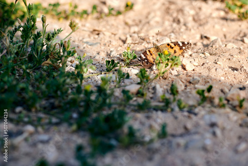 Butterfly with yellow wings perched on the earthen ground