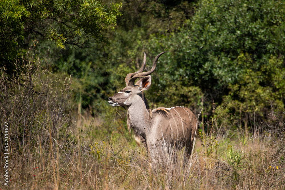 A male kudu with trees in the background A male kudu with trees in the background