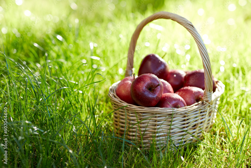 season, gardening and harvesting concept - red ripe apples in wicker basket on grass season, gardening and harvesting concept - red ripe apples in wicker basket on grass