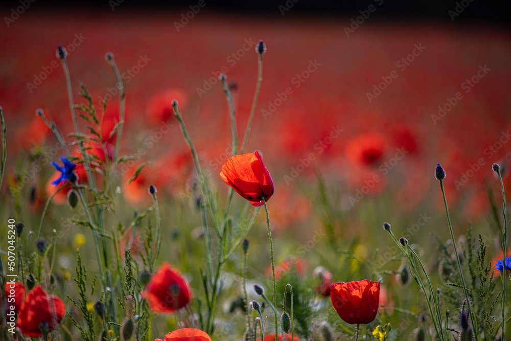 Fototapeta premium Mohn