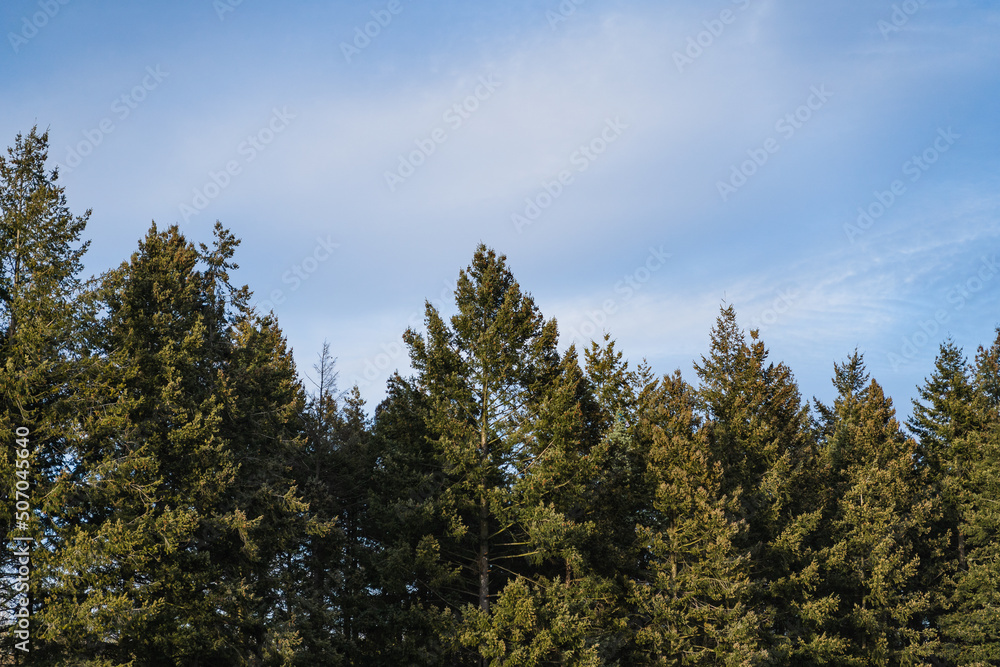 larch trees on green lawn and sunny summer day with blue sky. Outdoor exploration 