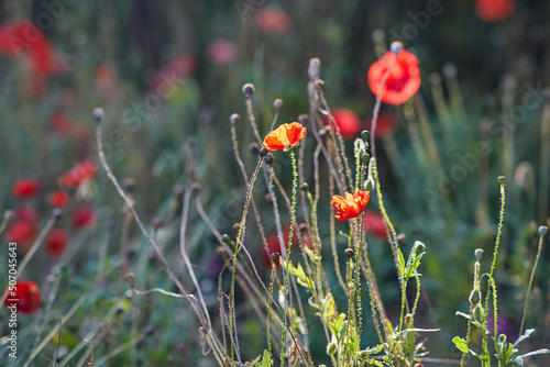 gardening, botany and flora concept - beautiful poppy flowers in summer garden