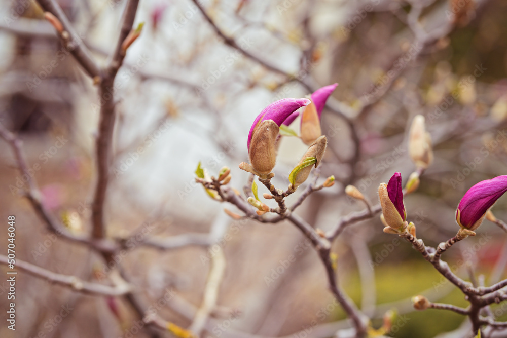 Macro of purple magnolia bud in botanical garden Macro of purple magnolia bud in botanical garden