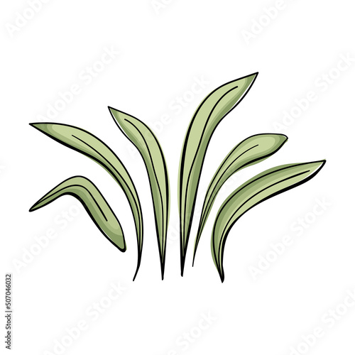 Set with green eucalyptus leaves in hand drawn style. Graphic Print for Product Packaging related to Perfumery, Cosmetics, Herbal Medicine, Aromatherapy Essential Oils. Isolated on white background.