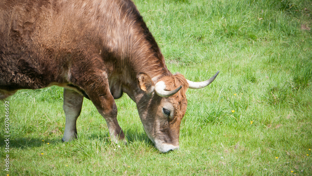Vaca marrón pastando en ladera de un monte verde Vaca marrón pastando en ladera de un monte verde