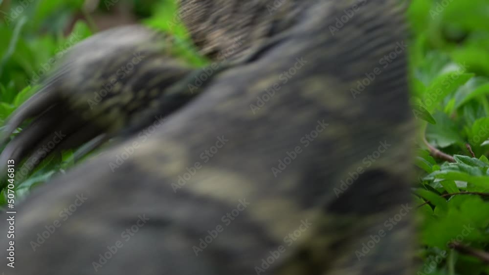 Attack of the Dragon, a Monitor Lizard in the Grass - Close Up Attack of the Dragon, a Monitor Lizard in the Grass - Close Up