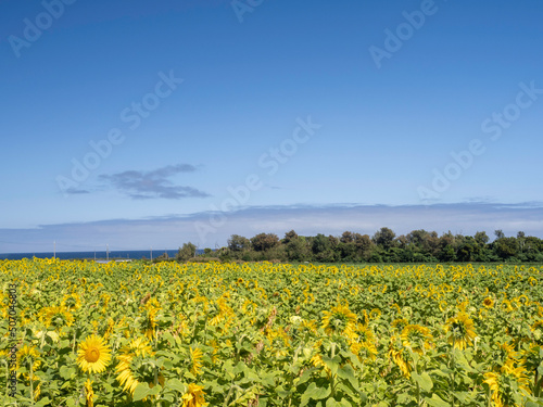                             Sunflower field in Ikei Island Okinawa  Japan