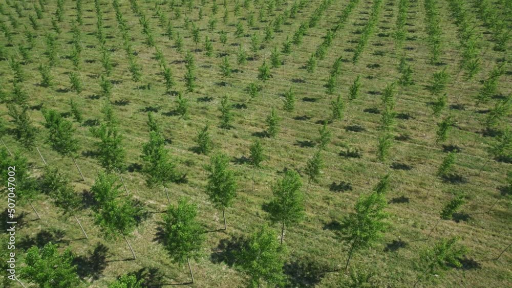 Flying over a tree cultivation. Inspiring clip with environmental and ecologic feelings - 05 Flying over a tree cultivation. Inspiring clip with environmental and ecologic feelings - 05
