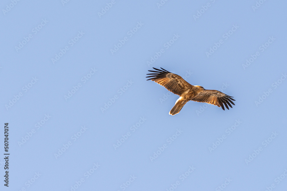 Obraz premium Whistling Kite flying over the Murray River in South Australia