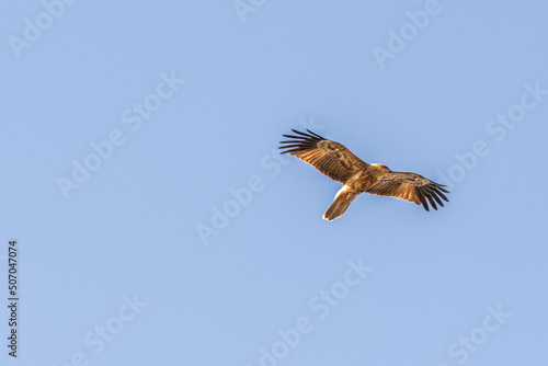 Whistling Kite flying over the Murray River in South Australia