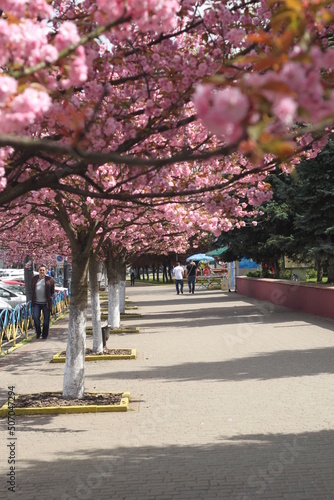 Street in flowers