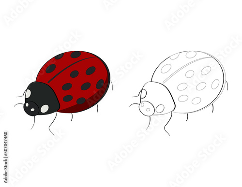 lovely ladybug for the coloring book