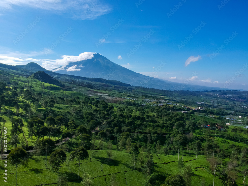Aerial view of green tea plantation with mountain on background. Perfect for nature background. Aerial view of green tea plantation with mountain on background. Perfect for nature background.