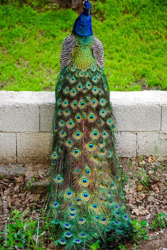 Fototapeta premium Peacock bird with vibrant colored tail