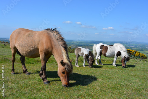 Dartmoor ponies roam free on Whitchurch Common in Dartmoor National Park, Devon, UK