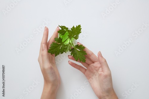 Front view of mugwort on hand model in white background	 photo