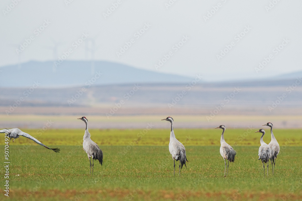 A flock of eurasian crane (Grus grus) in winter in Gallocanta A flock of eurasian crane (Grus grus) in winter in Gallocanta