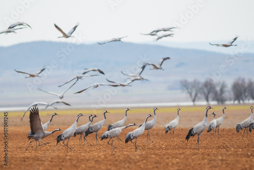 A flock of eurasian crane (Grus grus) in winter in Gallocanta